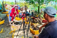 Người trồng mai ở Tân Tây giờ đẩy mạnh livestream, bán hàng qua mạng, cho hiệu quả kinh tế cao.