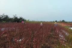 Phần lớn diện tích đào đã qua khâu tuốt lá. Ảnh: SƠN ĐOÀN