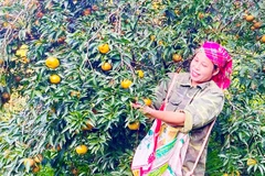 Người dân thôn Khuổi Cò thu hoạch quýt.