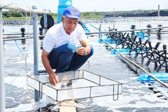 Nông dân Lê Văn Sấm đầu tư phát triển mô hình trang trại trong nuôi tôm công nghệ mang lại hiệu quả kinh tế cao.