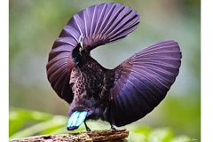 Vẻ đẹp chim thiên đường. Ảnh: VŨ MINH TUẤN
