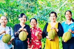 HTX nông nghiệp Tân Phú góp phần phát triển nông nghiệp bền vững tại Vĩnh Long.