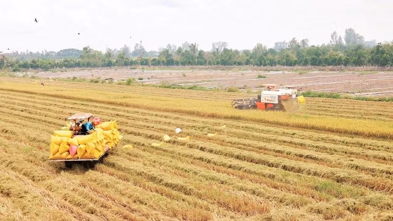 Đồng bộ cơ giới hóa trong sản xuất lúa giúp các thành viên Hợp tác xã nông nghiệp Phát Tài, xã Châu Thành, tỉnh Vĩnh Long tăng thu nhập.