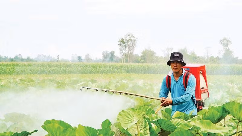 Nông dân chăm sóc cây khoai môn trong vùng sản xuất mùa nước nổi ở Hội An Đông.