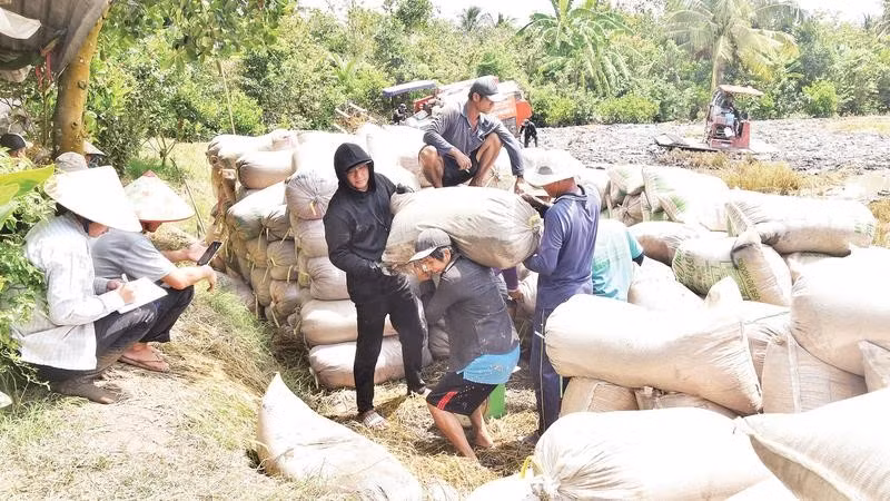 Nông dân xã Mỹ Thành (tỉnh Đồng Tháp) tiêu thụ lúa qua kênh thương lái.