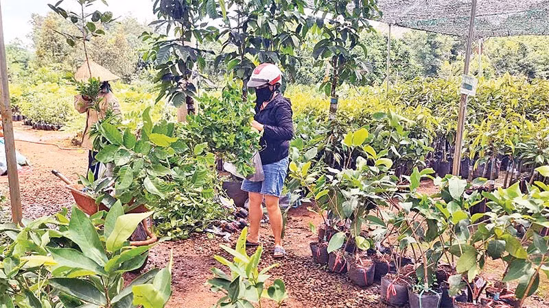Nhiều cơ sở sản xuất, kinh doanh giống cây trồng tại Đắk Nông chưa thực hiện đăng ký theo quy định của pháp luật.