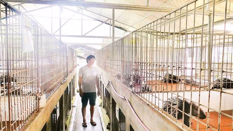 Dự án ứng dụng khoa học kỹ thuật nuôi nhím bờm theo hướng sản xuất hàng hóa tại xã Vị Xuyên do Hợp tác xã Tấn Đạt chủ trì, triển khai.