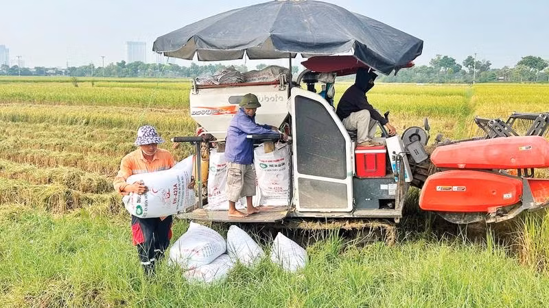 Hơn 98% diện tích lúa mùa tại thành phố Bắc Ninh được thu hoạch bằng máy gặt đập liên hợp.