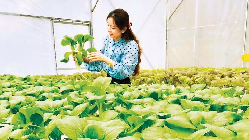 Khu sản xuất rau an toàn của Hợp tác xã Cao Minh Tâm, xã Việt Tiến, tỉnh Hưng Yên.