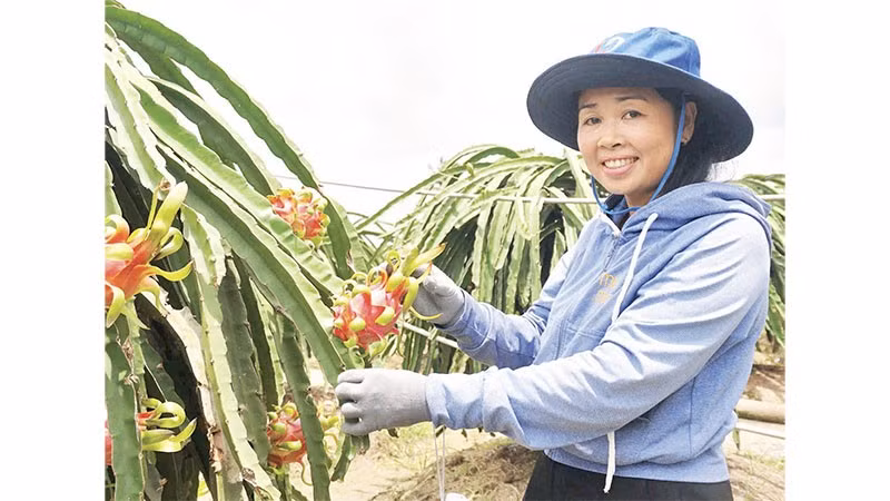 Thu hoạch thanh long hữu cơ đạt tiêu chuẩn xuất khẩu tại xã Thanh Long Hội.