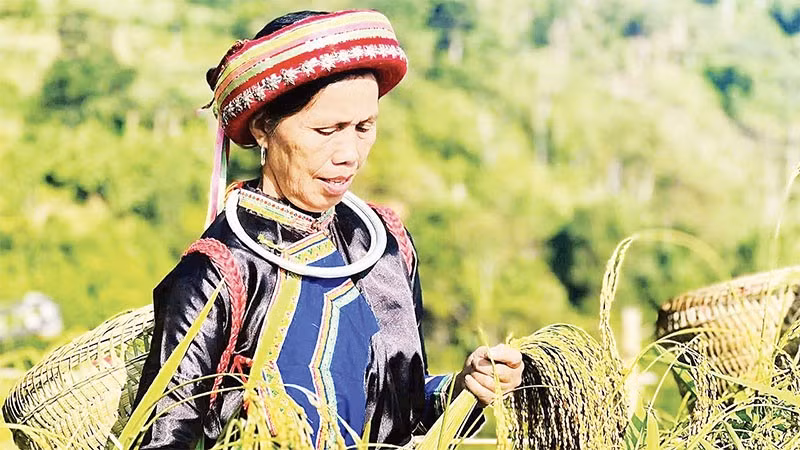 Đồng bào Dao thôn Phiêng Phàng, xã Cao Minh thu hoạch lúa Nếp Tài. (Ảnh MA NINH)