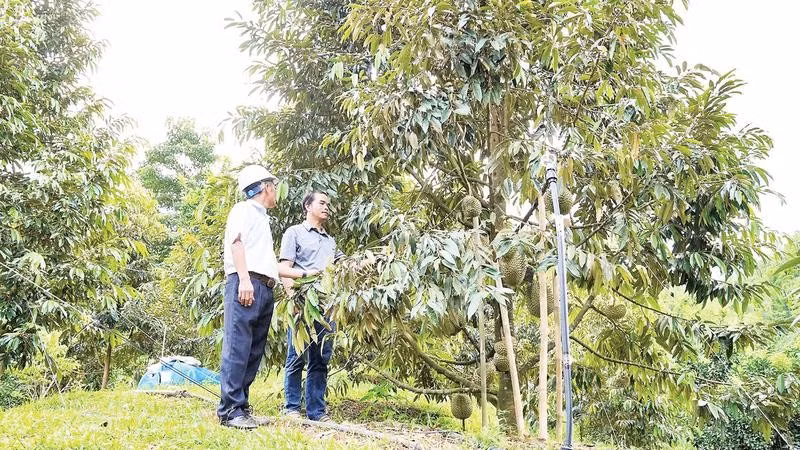 Đà Nẵng triển khai chuyển đổi số tại các nhà vườn, trang trại theo từng xã, phường.