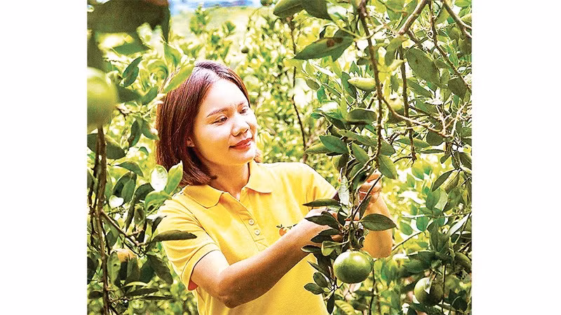 Giám đốc Hợp tác xã 3T Farm Cao Phong Vũ Thị Lệ Thủy chăm sóc cam tại trang trại.