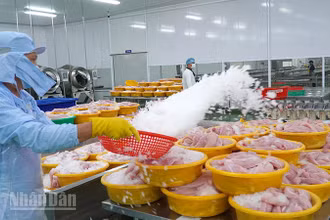 Chế biến cá tra xuất khẩu tại một doanh nghiệp thuộc phường Sa Đéc, tỉnh Đồng Tháp. (Ảnh: HỮU NGHĨA)