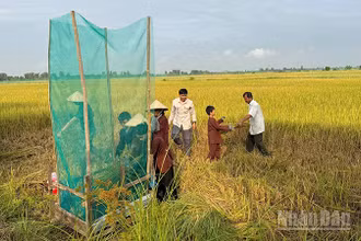 Nông dân tham gia mô hình lúa sinh thái, du lịch cộng đồng gắn với bảo tồn, phát triển sếu đầu đỏ.