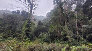 Trồng rừng gỗ lớn để gia cố lá chắn xanh