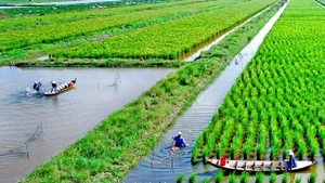 Lúa-tôm, mô hình thích ứng biến đổi khí hậu giúp nông dân nâng cao thu nhập.