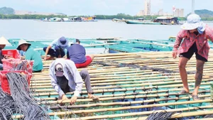Nông dân huyện Kiên Lương làm bè, dây nuôi vẹm xanh gần bờ.