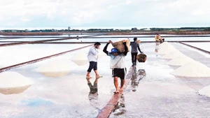 Làm muối là một nghề nặng nhọc, vất vả. (Ảnh THANH CƯỜNG)