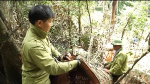 Lực lượng kiểm lâm kiểm đếm khối lượng gỗ nghiến bị chặt hạ trái phép. (Ảnh: VĂN LINH). 