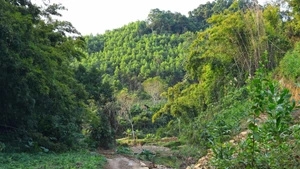 Trước thiên tai khốc liệt, cần nhìn lại chất lượng rừng