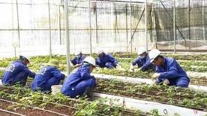 Nhà màng trồng sâm Ngọc Linh của Công ty cổ phần Rượu Sâm Ngọc Linh Kon Tum.