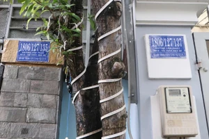 Số nhà tại nhiều tuyến đường ở Thành phố Hồ Chí Minh đánh số không theo quy tắc, vừa khó khăn cho việc tìm địa chỉ vừa khó cho công tác quản lý.