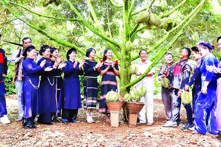 Mô hình sản xuất sầu riêng theo tiêu chuẩn VietGAP của Hợp tác xã dịch vụ nông nghiệp sạch, xã Krông Pắc, tỉnh Đắk Lắk.