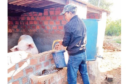 Nhờ nguồn vốn hỗ trợ, nhiều nông dân tỉnh Gia Lai đã đổi mới phương thức sản xuất, từng bước vươn lên thoát nghèo.