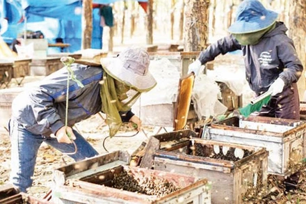 Công nhân thu hoạch thành phẩm mật ong.