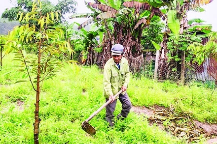 Ông A Băn chăm sóc vườn sầu riêng của gia đình.