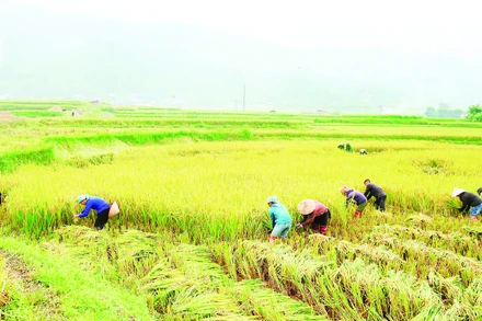 Các lực lượng xã Dương Quỳ hỗ trợ nhân dân gặt lúa để tránh lũ.