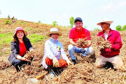 Chị Lương Thị Mỹ Huệ (ngoài cùng bên trái) thăm vùng nguyên liệu gừng sẻ xã Đăk Tô.