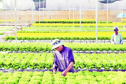 Lâm Đồng đang triển khai nhiều giải pháp để giảm diện tích nhà kính sản xuất nông nghiệp vùng nội đô.