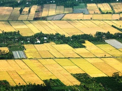 Đồng ruộng miền Tây vào mùa.