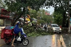 Chiều 19/7, mưa lớn kèm theo gió mạnh, trên một số tuyến đường của thành phố Hải Phòng đã có trường hợp cây xanh bị gãy đổ.