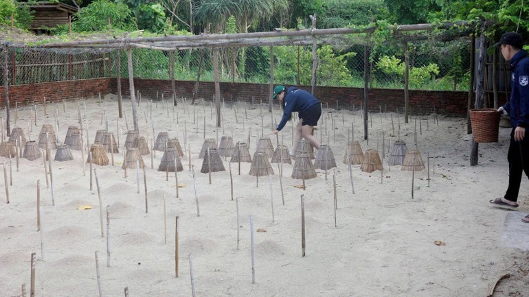 Tình nguyện viên kiểm tra, giám sát khu vực ấp trứng rùa tại Vườn quốc gia Côn Đảo. (Ảnh: KHIẾU MINH) 1-rua-3-3895.jpg
