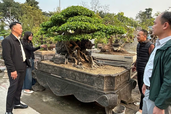 Du khách tham quan vườn cây cảnh tại xã Hồng Vân.