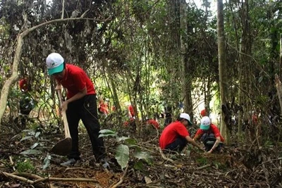 Trong ảnh: Các em học sinh và các tình nguyện viên tham gia trồng rừng tại Vườn quốc gia Bến En, tỉnh Thanh Hóa. (Ảnh: Trịnh Duy Hưng - TTXVN)