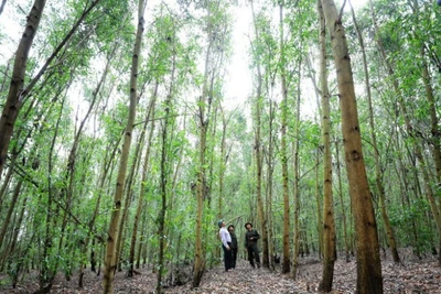 Mô hình rừng gỗ lớn trồng keo kết hợp cây bản địa tại Công ty TNHH Lâm nghiệp Sông Kôn. (Ảnh: PHAN NHẬT ANH)