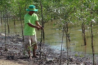 Ảnh minh họa: Người dân xã Mỹ Long Nam, huyện Cầu Ngang, tỉnh Trà Vinh (cũ) trồng rừng. (Ảnh: Thanh Hòa - TTXVN)