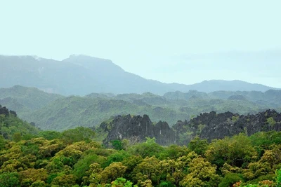 Còn nhiều khó khăn trong công tác quản lý, bảo vệ rừng. (Ảnh: HẠNH VÂN)