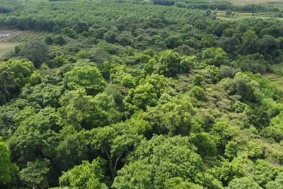 Ảnh minh họa: Rừng Lòi Chùa ở thôn Đồng Thành (xã Nam Trạch, huyện Bố Trạch, tỉnh Quảng Bình) là khu rừng nguyên sinh với nhiều cây cổ thụ quý. (Ảnh: Tá Chuyên - TTXVN)