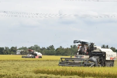 Ứng dụng cơ giới hóa vào thu hoạch lúa tại tỉnh Đồng Tháp. (Ảnh: NGUYỄN SỰ)