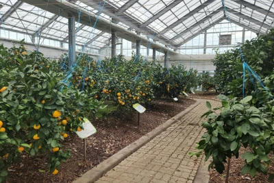 Nông nghiệp xanh kết hợp với dịch vụ du lịch trở thành một hướng phát triển chiến lược của Jeju (Hàn Quốc) trong nhiều năm qua. (Ảnh: Trường Giang – TTXVN)