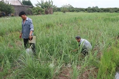 Ảnh minh họa: Nông dân tỉnh Tiền Giang (cũ) chăm sóc vườn sả. (Ảnh: Minh Trí - TTXVN)