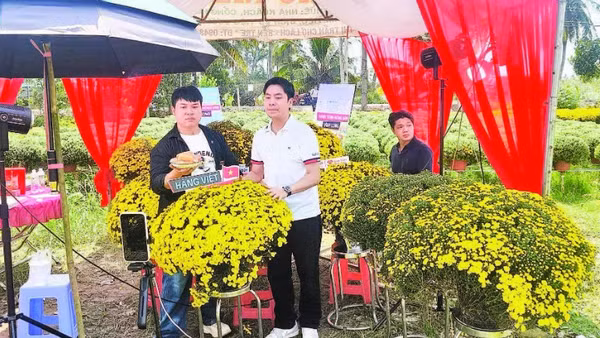 Người dân được hỗ trợ bán cúc mâm xôi ra hoa sớm.