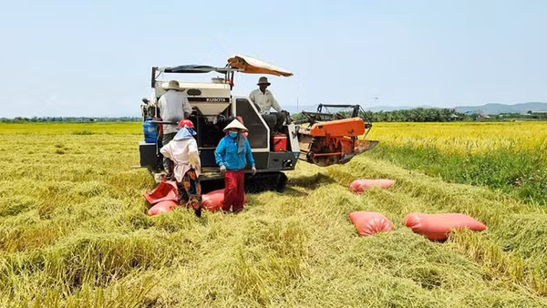 Nông dân Gia Lai được mùa vụ đông xuân năm nay.