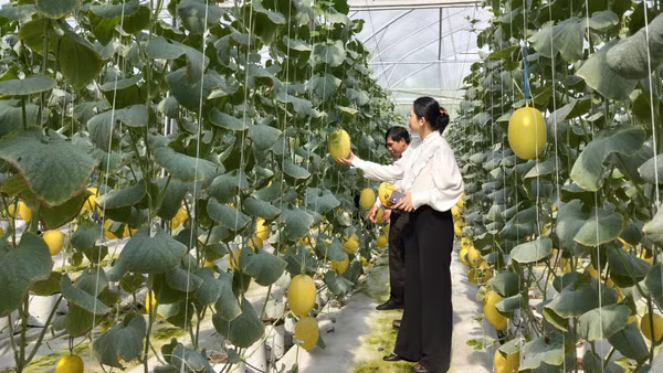 Nhiều nông dân xây dựng nhà lưới trồng dưa sạch.