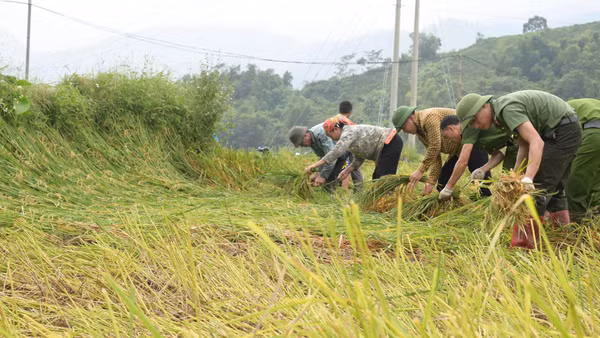 Lực lượng chức năng xã Dương Quỳ hỗ trợ nhân dân gặt lúa để tránh lũ.
